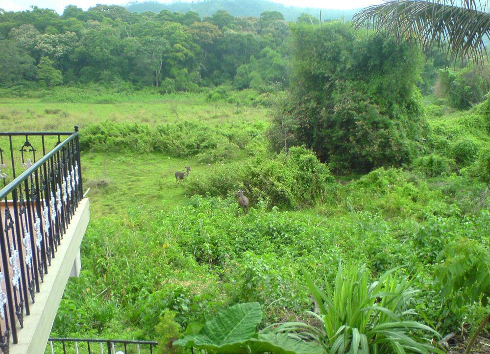 טקאדי Jungle Palace Homestay מראה חיצוני תמונה